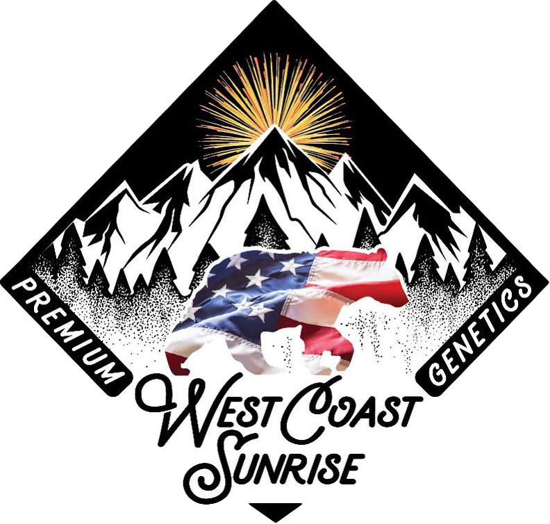 West Coast Sunrise